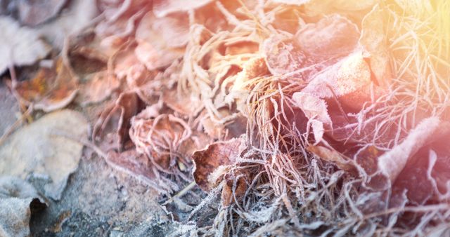 Frozen Dried Leaves with Frost and Light Spots in Winter - Download Free Stock Images Pikwizard.com