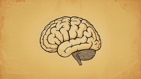 Stylized human brain drawing on vintage parchment