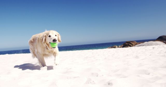White cute dog with tennis ball in mouth running on white sandy beach by seaside against blue sky. Pet, summer and vacation concept.