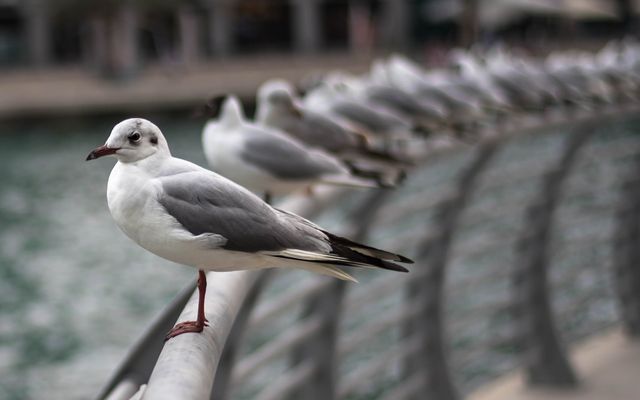 Seagulls resting on long metal railing with waterfront in background. These seagulls are aligned, giving a strong perspective element to the scene. Ideal for use in articles about nature, wildlife, urban design integrating with nature, or marine environments.