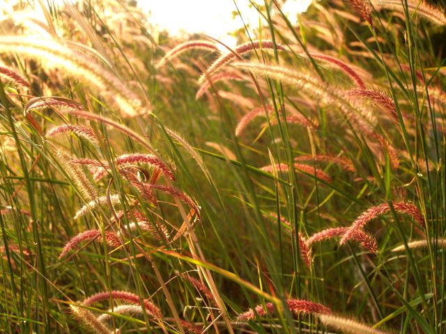 Sunlit wild grass in field during golden hour offers warm, natural tones. Ideal for backgrounds, nature promotions, eco-friendly advertisements, or agricultural decor themes.