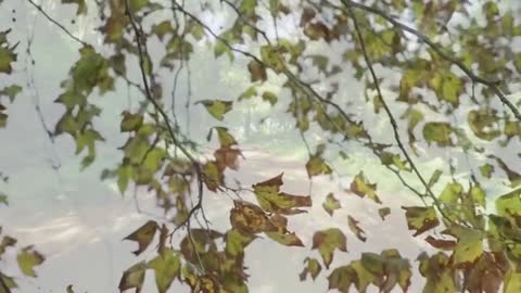 Autumn Leaves Drifting on Sunlit Forest Pathway