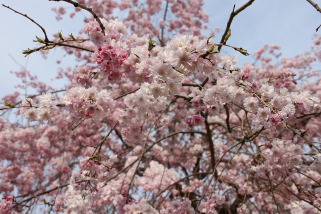 Cherry blossoms blooming on branches against a clear sky, showcasing the beauty of spring. Ideal for themes related to nature, gardening, springtime festivals, greeting cards, and seasonal promotions. Perfect for backgrounds or illustrations emphasizing tranquility and natural beauty.