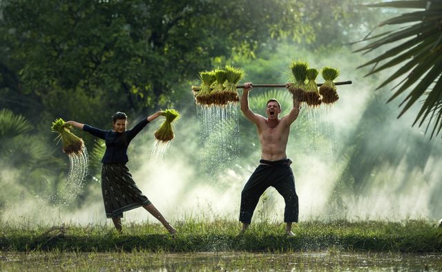 Thai farmers are carrying bundled rice seedlings on a wooden pole in a foggy paddy field. This image captures the essence of traditional agriculture in the countryside, showcasing manual labor and the rural way of life. Ideal for promoting agricultural practices, cultural heritage, travel destinations, and agricultural tourism.