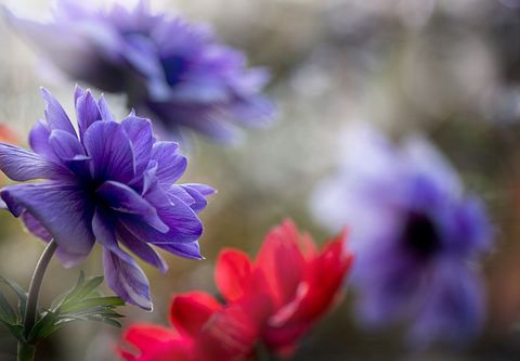 Close-up blooming purple anemone with red flowers and soft bokeh background spring garden