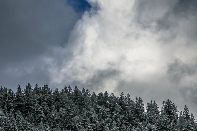 Snow-covered pine trees stand tall under an overcast sky. The dense forest and wintry clouds create a tranquil and chill atmosphere. This visual can be used for winter-themed projects, weather forecasts, nature-related content, holiday greeting cards, or outdoor adventure promotions.