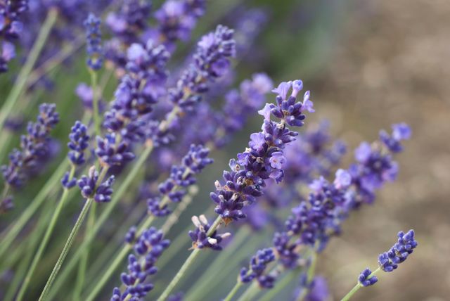 Lavender flowers in full bloom displaying vibrant purple hues. Ideal for use in nature-themed projects, gardening websites, aromatherapy promotions, or for creating calm and relaxing design layouts. Perfect for use in print or digital media.