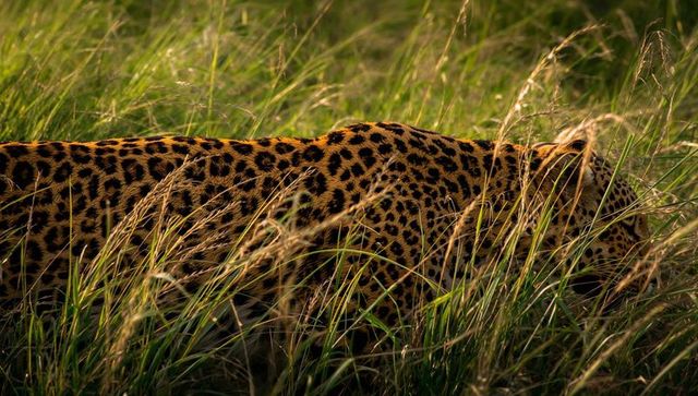 Leopard stalking through tall grass at golden hour, camouflaged rosettes on savanna