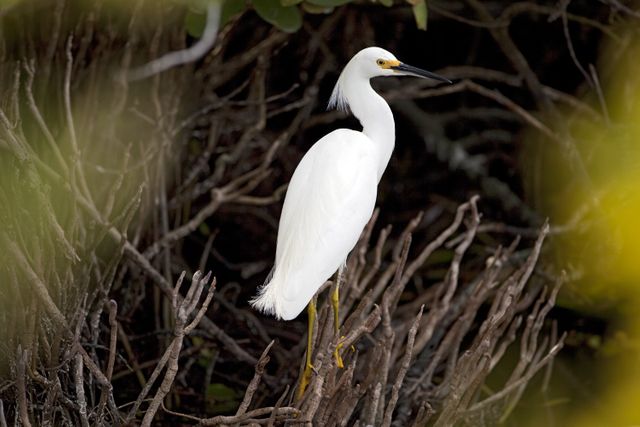 Great white egret stands in natural wildlife at NASA's Kennedy Space Center. Diverse habitats are central, coexisting with Merritt Island National Wildlife Refuge, home to numerous species of animals, birds and reptiles. Ideal for environmental conservation campaigns, nature reserves, and educational exhibits.