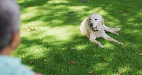 Senior man watching relaxed golden retriever lying on sunlit backyard lawn