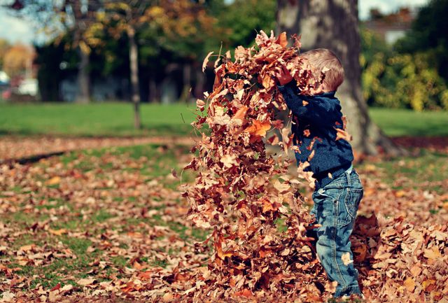 Little Boy Playing with Autumn Leaves in Park - Download Free Stock Photos Pikwizard.com