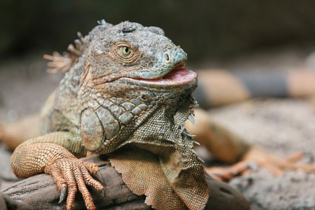 Detailed iguana resting on a branch in an outdoor setting. Useful for blogs, educational materials on reptiles or species diversity, encyclopedias, nature-themed websites, or exotic animal awareness campaigns.