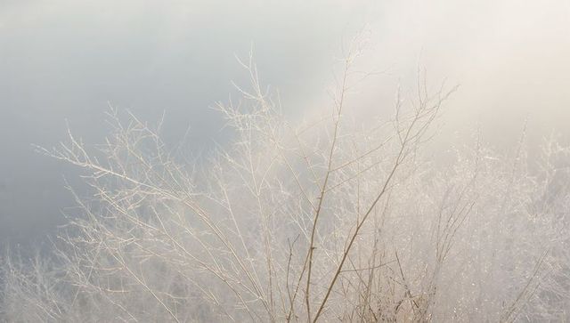 Frost-kissed leafless twigs and marsh grasses glistening in soft winter mist