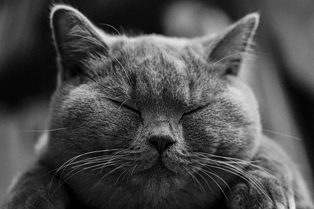 Close-up shot of a British Shorthair cat peacefully sleeping. Its eyes are closed as it appears to enjoy a quiet nap. This black and white photography captures the softness and details of the cat's fur. Perfect for pet care blogs, articles on cats, relaxation themes, and for use in calming and comforting environments such as veterinary clinics and animal shelters.