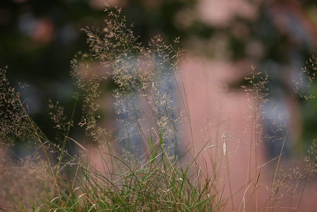 Close-up of delicate tall grass blades softly swaying with a gentle blur in the background. Suitable for use in nature blogs, environmental awareness campaigns, websites focusing on outdoor activities, or backgrounds for presentations needing a touch of natural beauty.