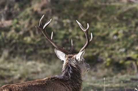 Wild Stag Facing Away Showing Impressive Antlers in Soft-Focus Woodland Landscape