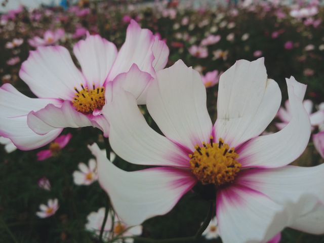 Close-up of beautiful white and pink cosmos flowers in full bloom - Download Free Stock Photos Pikwizard.com