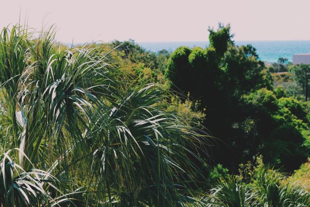 Lush Tropical Foliage with Distant Ocean View - Download Free Stock Photos Pikwizard.com