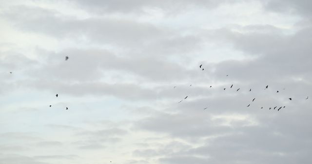 Flock of birds flying on a cloudy day