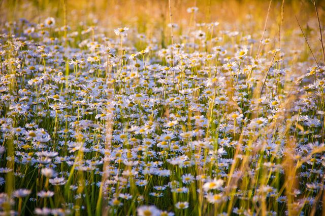 Field full of blooming white daisies bathed in golden hour sunlight. It creates a serene and tranquil scene perfect for advertising, backgrounds, or nature-themed projects. Suitable for promoting outdoor activities, gardening products, or environmental conservation.