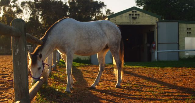 A grey horse stands near a fence at sunset, with a stable in the background. The warm lighting adds a serene atmosphere to the rural setting.