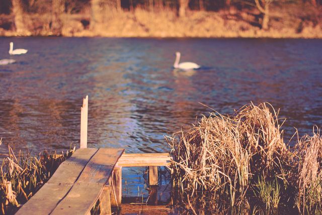 Rustic wooden dock extending over calm lake with swans swimming in the background. Ideal for nature-themed projects, countryside travel advertisements, relaxing and peaceful environment promotions, or stress-relief visual content.