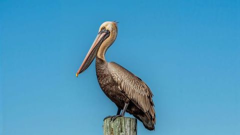 Brown Pelican Perching on Weathered Post Against Blue Sky