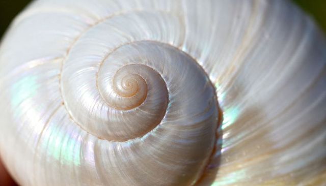 Pearlescent Spiral Seashell Macro Closeup Showing Iridescent Nacre and Growth Lines