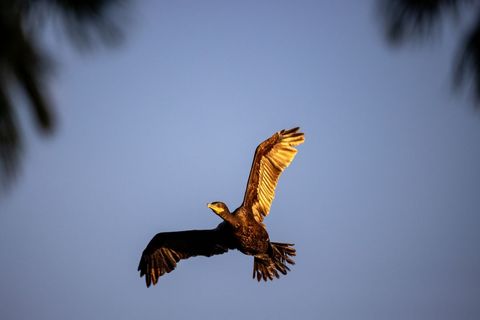 Cormorant soaring at golden hour against clear blue sky