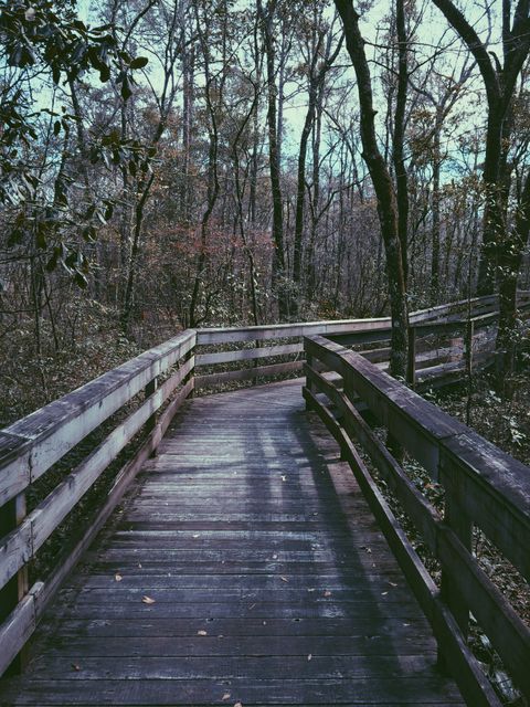 Scenic Wooden Boardwalk in Forest during Autumn - Download Free Stock Photos Pikwizard.com