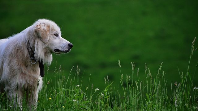 White Dog Standing in Tall Grass on Green Field - Download Free Stock Photos Pikwizard.com