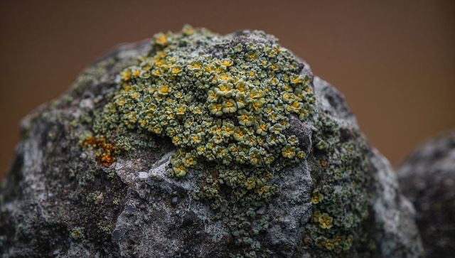 Yellow lichen colony macro on weathered rock showing tiny yellow discs and orange spots