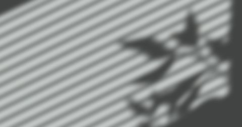 Abstract Leaf and Blinds Shadow on Grey Wall - Download Free Stock Images Pikwizard.com
