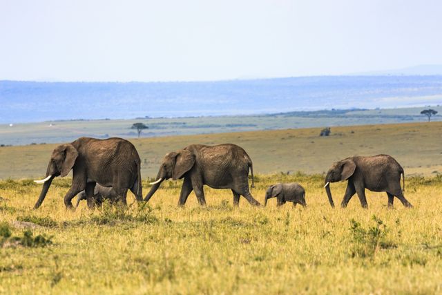 Herd of African Elephants Walking in Savannah - Download Free Stock Photos Pikwizard.com