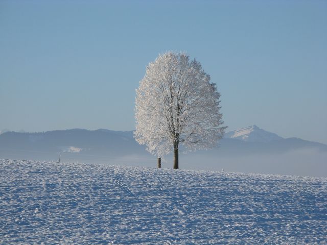 A solitary tree stands majestically in a snow-covered field with a background of mountain peaks under a clear blue sky. The frosty scene and solitary tree in a winter landscape make this image ideal for use in seasonal greeting cards, winter-themed projects, or nature-filled calendars. Ideal for highlighting the peacefulness and beauty of winter.