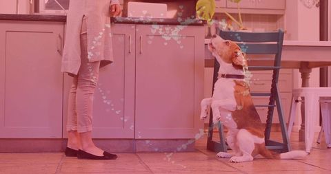Woman and tricolor dog sharing a moment in cozy kitchen