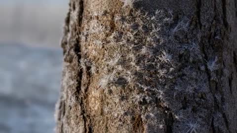 Panning macro of frosted trunk revealing hoarfrost and fluff glinting over snowy plain