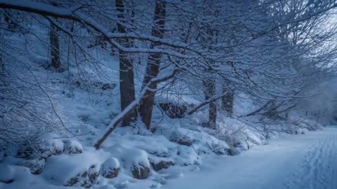 Gliding along snow-dusted trees lining packed winter trail at twilight, woodland footage