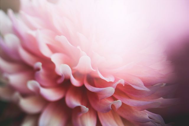 Close-Up of Pink Dahlia Flower with Soft Focus - Download Free Stock Photos Pikwizard.com