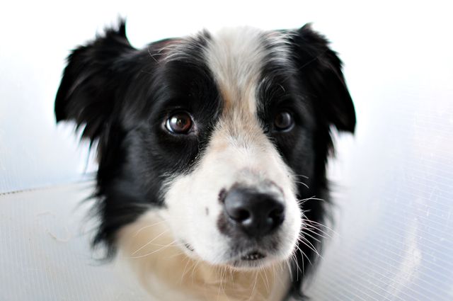 Perfect for illustrating pet care articles, veterinary services, and animal health topics. A detailed image of a Border Collie wearing a therapeutic cone, potentially recovering from vet treatment. Suitable for blogs, advertisements, and educational materials focused on pet recovery and health.