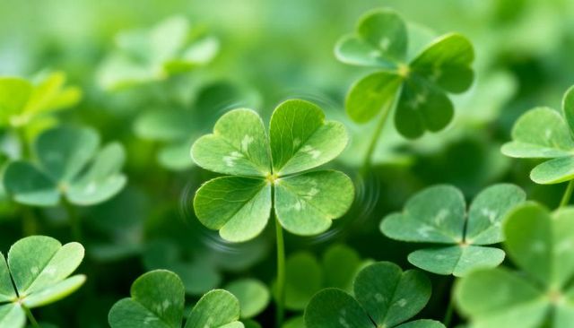 Four-Leaf Clover Rising Above Three-Leaf Clover Field Macro Closeup Green Luck Symbol