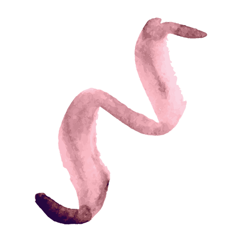 abstract twisting pink brushstroke on transparent background - Download Free Stock Videos Pikwizard.com