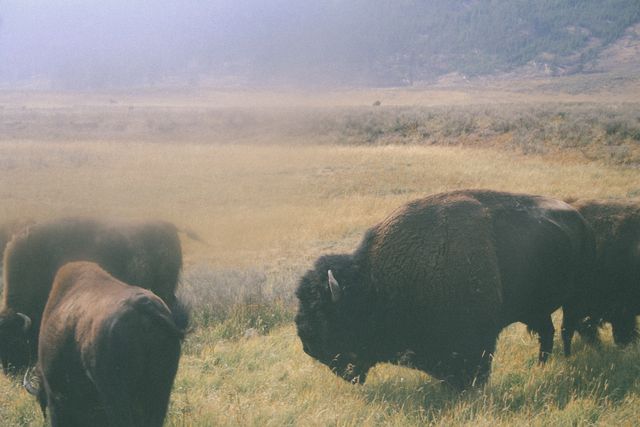 Herd of Bison Grazing on Foggy Grassland - Download Free Stock Photos Pikwizard.com