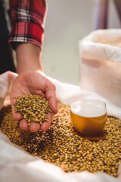 This image shows a manufacturer holding barley next to a glass of beer in a brewery. It is ideal for use in articles or advertisements related to brewing, craft beer production, and the brewing process. It can also be used in educational materials about beer ingredients and fermentation.