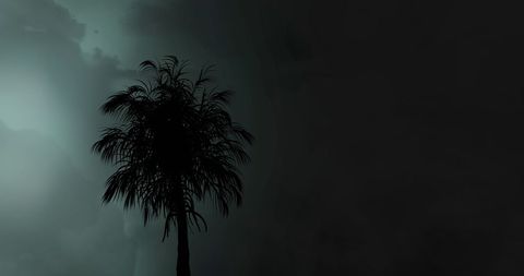 Silhouette of Palm Tree with Dark Cloudy Sky - Download Free Stock Images Pikwizard.com