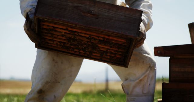 Close-up of beekeeper holding honeycomb box in a rural field. Ideal for topics on beekeeping, sustainable agriculture, and rural life. Suitable for articles, blogs, and publications focusing on honey production, bee conservation, and farming practices.