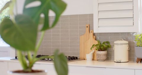 Modern kitchen interior with cooktop and green plants