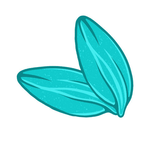 Turquoise Seed Pods Overlapping on Transparent Vector Background - Download Free Stock Videos Pikwizard.com