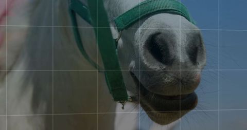 Close-Up of White Horse Muzzle with Green Halter Outdoors