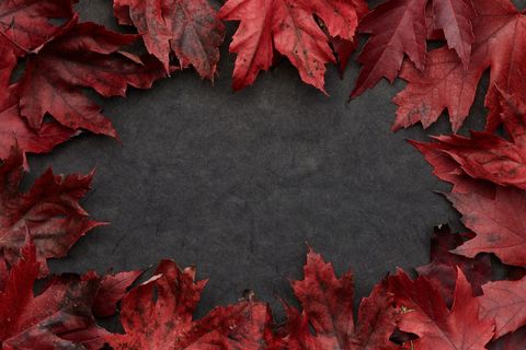 Autumn frame with red maple leaves on dark background